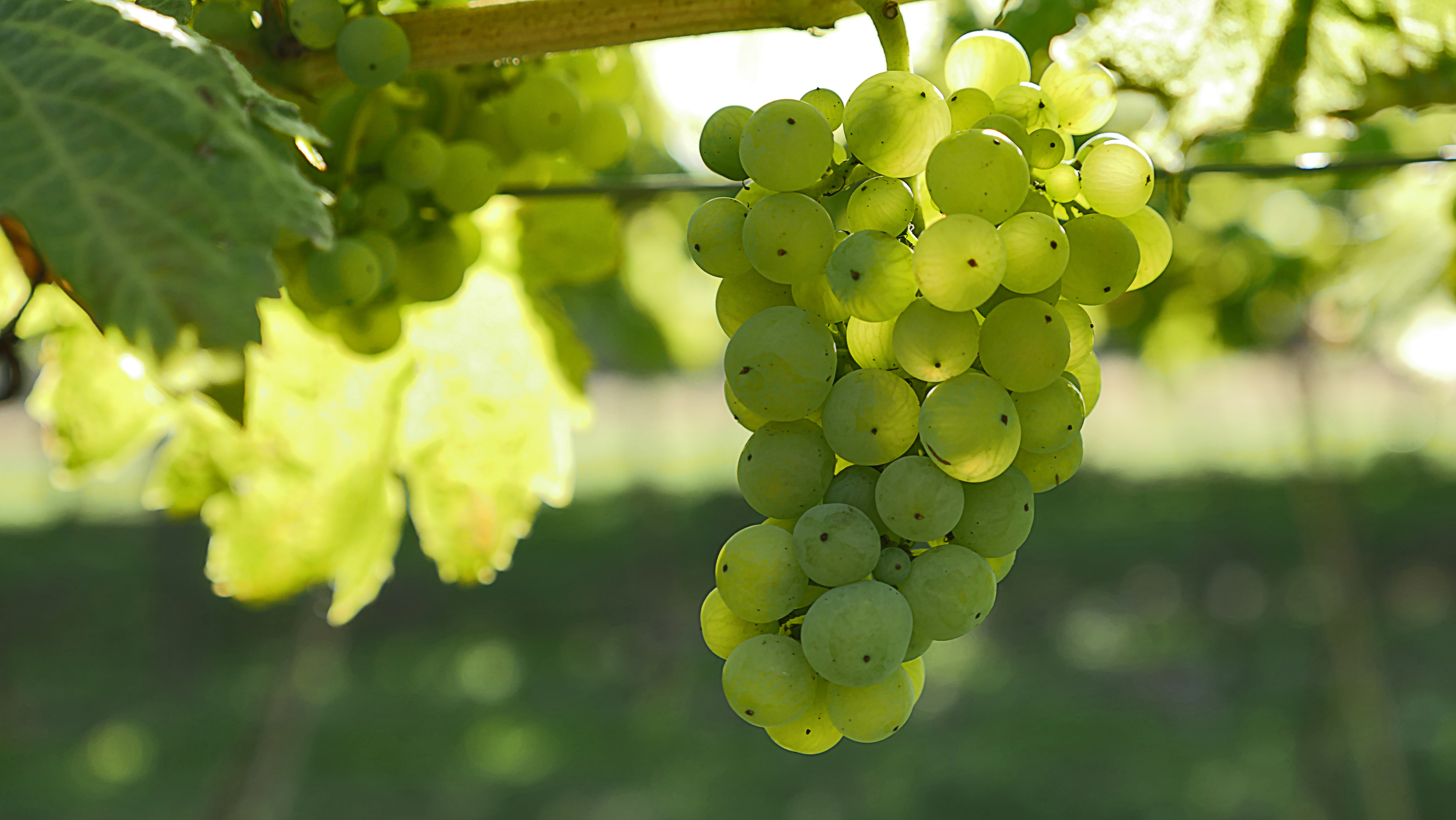 Winbirri Grapes