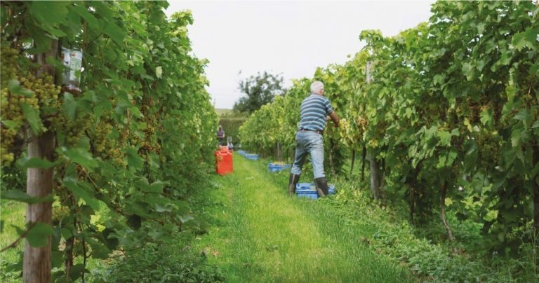 Alder vineyard 768x404