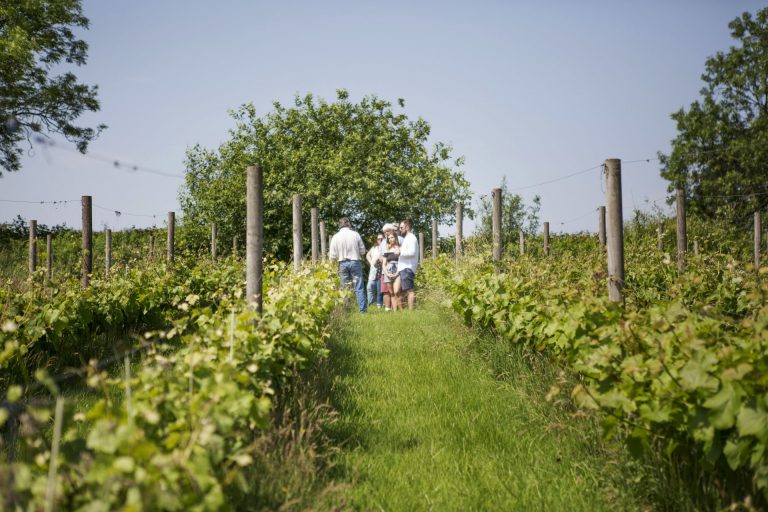 AmberValleyVineyard053 768x512