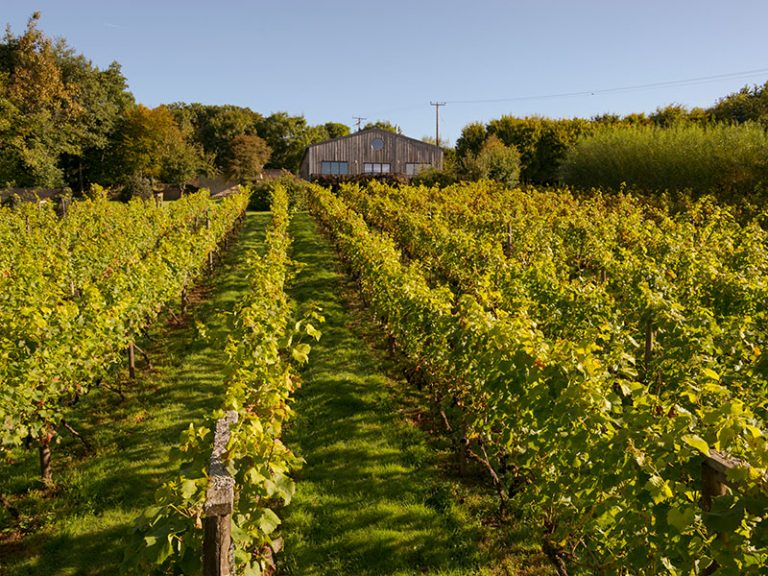 Bosue vineyard 768x576