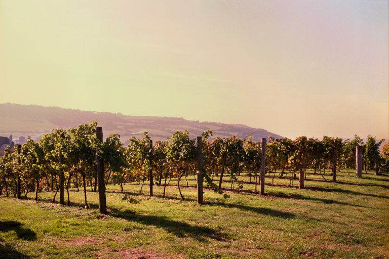 Castlewood vineyard 768x512