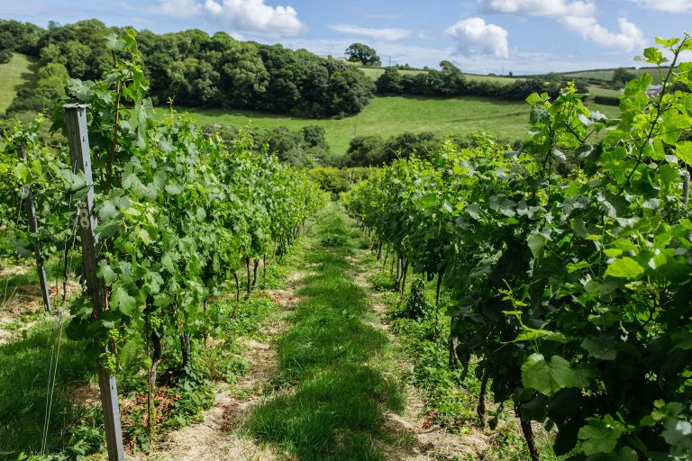 English Vineyards Wine of England