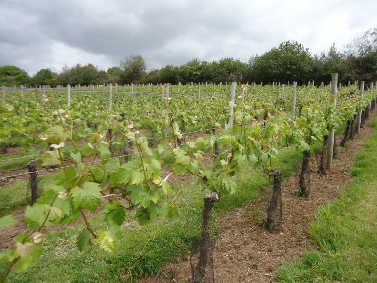 Lily Farm vineyard 2 768x576