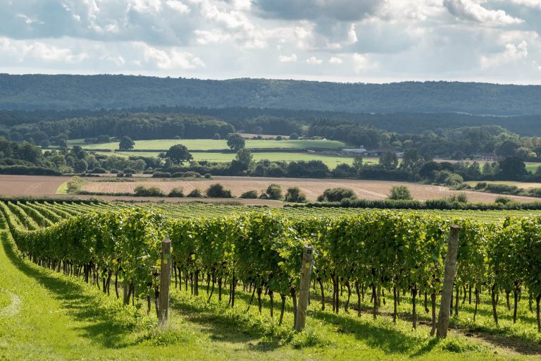 Nyetimber OpenDays Vineyard 768x512