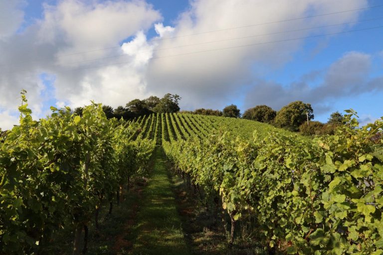 Old Walls Vineyards 768x512