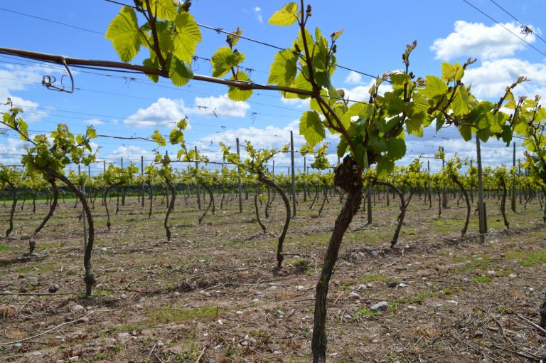 Sealwood Cottage Vineyard 768x510