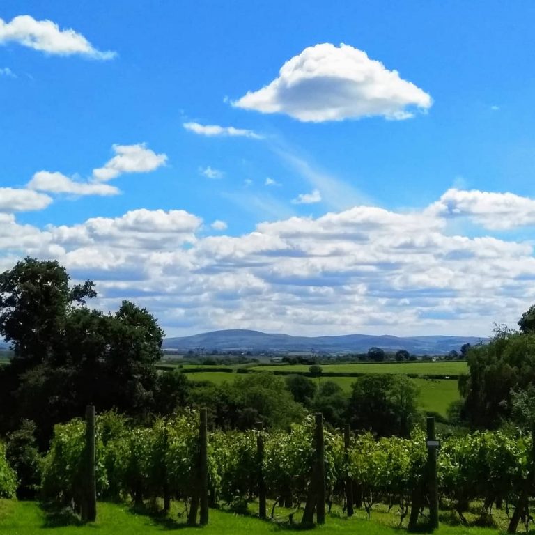 Ten Acres vineyard 768x768