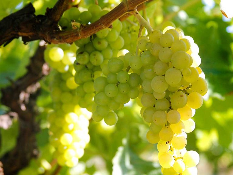 VineyardGraphes1024x768 768x576