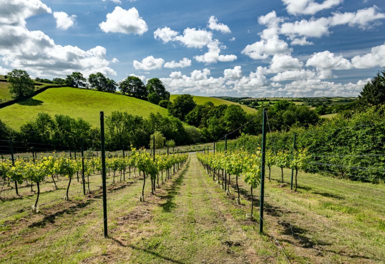 Wellhayes vineyard 768x528