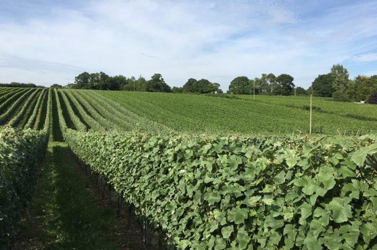 english oak vineyard ourvinyard panel 768x509