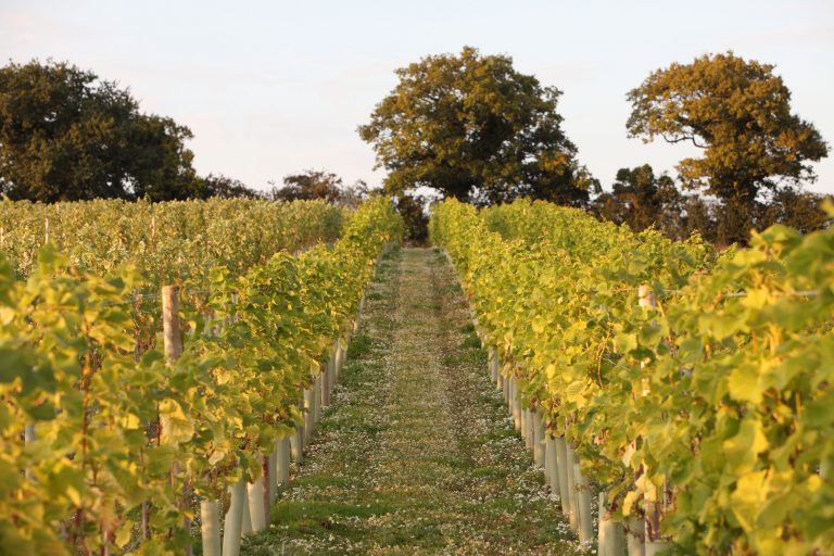 humbleyard 045 768x512