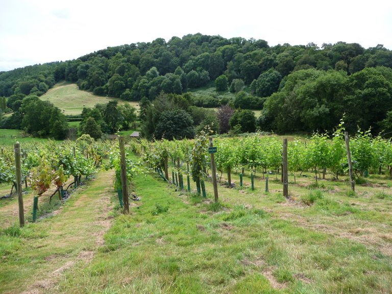 yearlstone vineyard 768x576