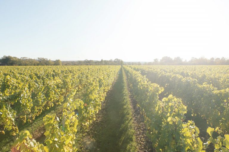 294A0855 web 1296x 768x512