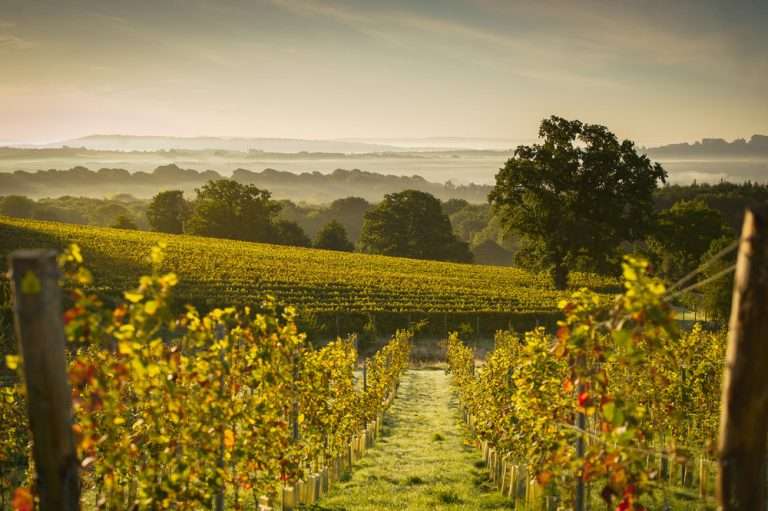 Blackdown Ridge Vineyard 6 768x511