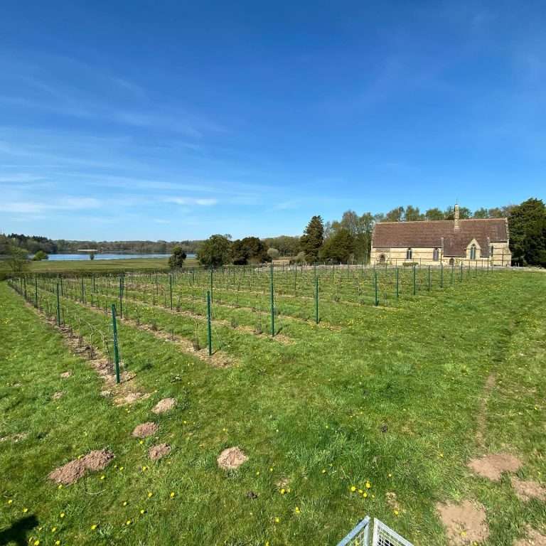 Colemere Vineyard 768x768