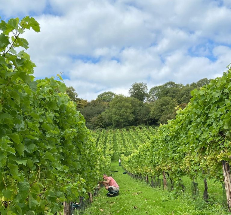 Fenny Castle Vineyard 768x716