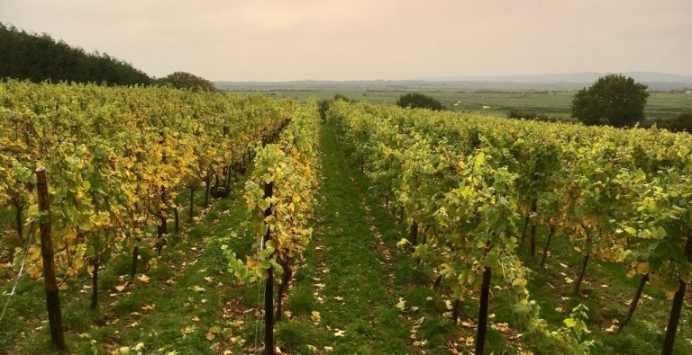 Henners Vineyard 768x395