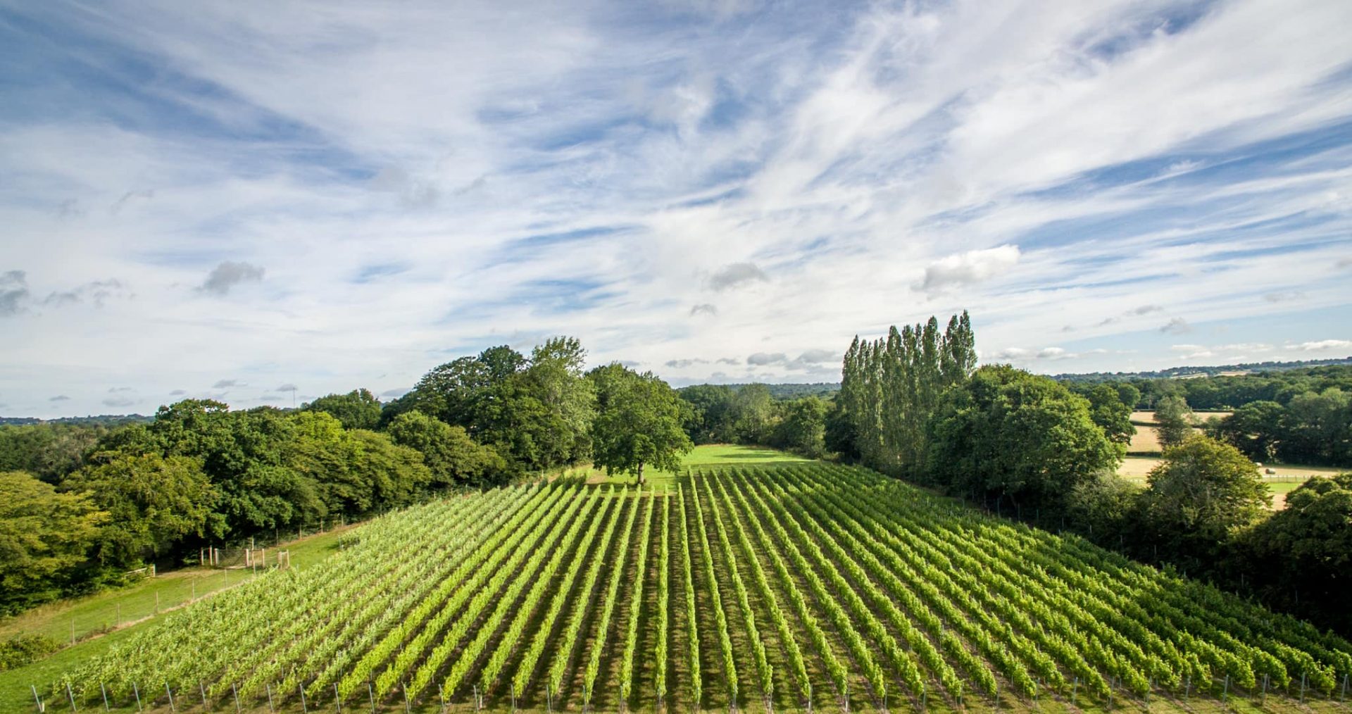 Hidden Spring Vineyard | Wine of England