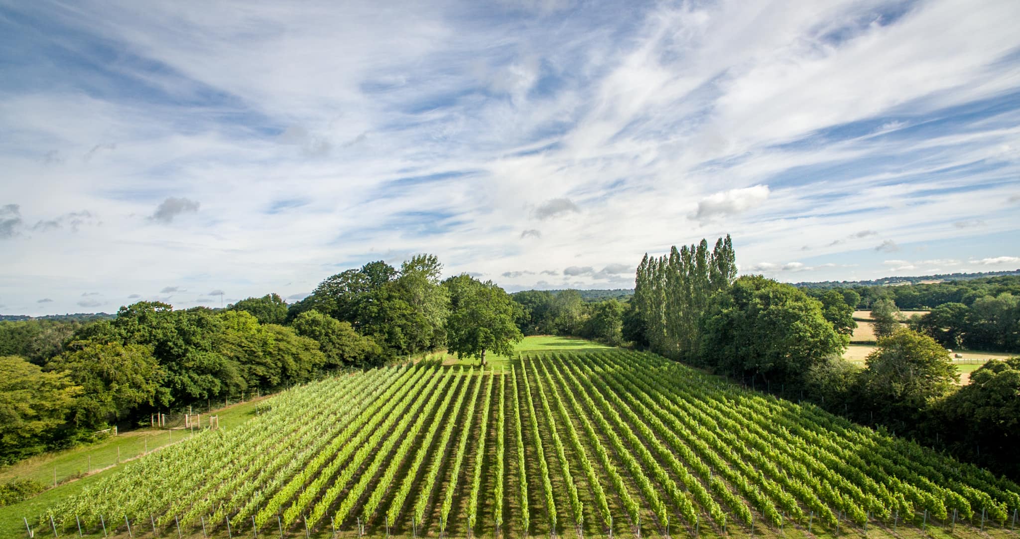 5 vineyards in East Sussex you must visit | Wine of England