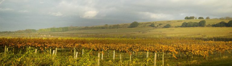 Highdown Vineyard South Downs 1 e1479306394627 768x219