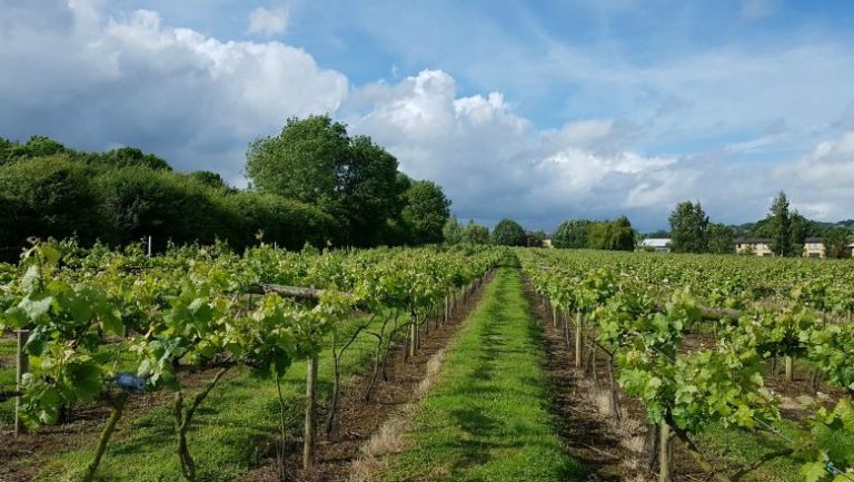 Little Oak Vineyard 768x433