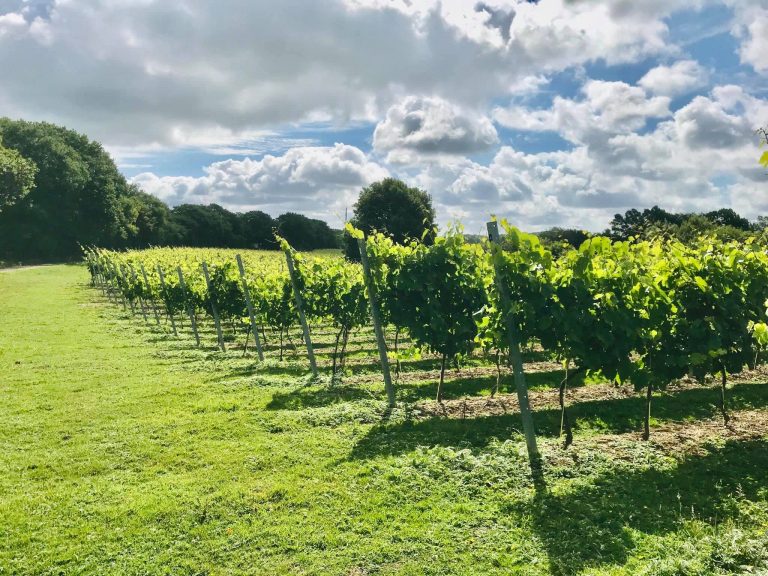 Off The Line Vineyard 768x576