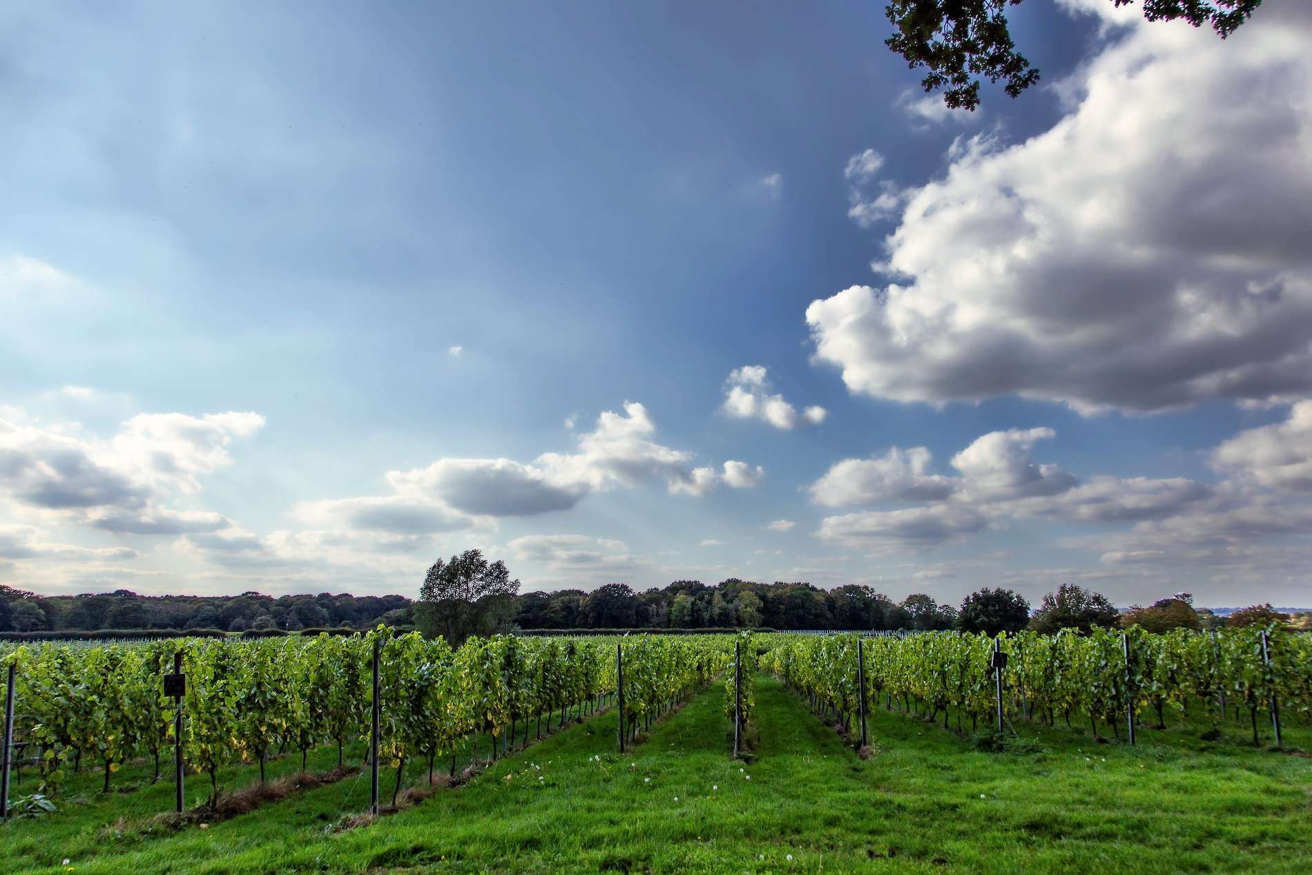 Oxney Organic Estate