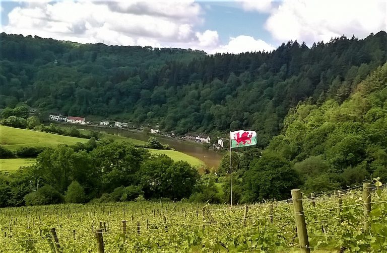 Parva Farm Vineyard 768x503