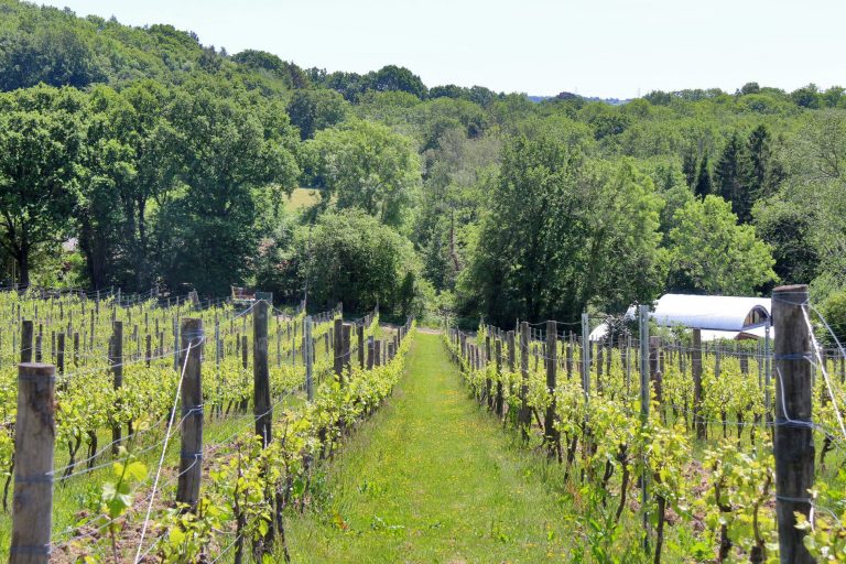 Sedlescombe vineyard 768x512
