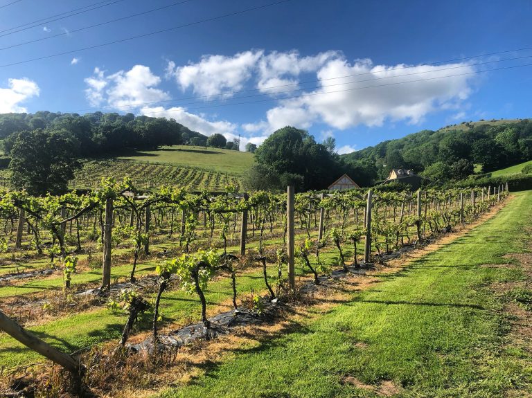 Sugar Loaf Vineyard 768x575