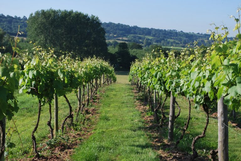 Sylvosbackground 768x514