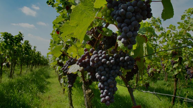 Vineyard ParaBackground2 768x432