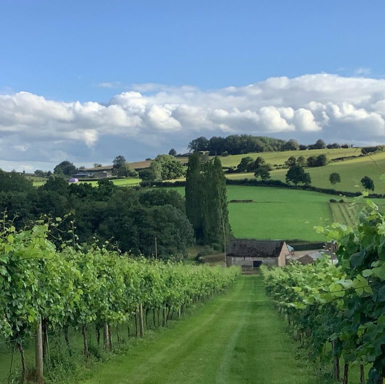 White Castle Vineyard 768x766