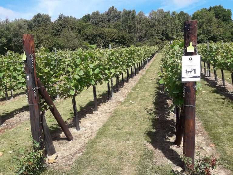 Wildwood Vineyard 768x576