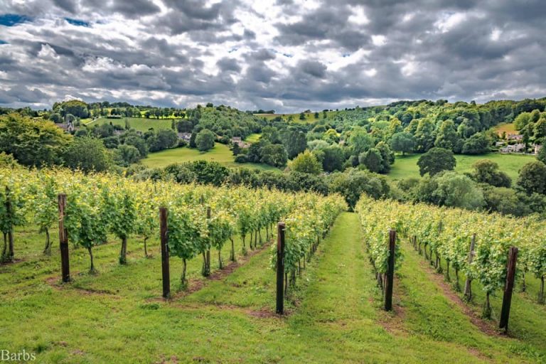 Woodchester Valley Vineyard 768x512