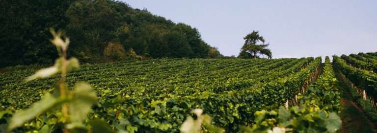 castle brook 768x272