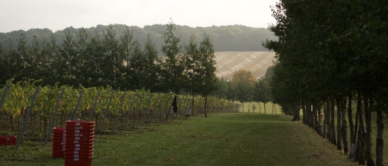 saffron grange 109 1400x600 1 768x329