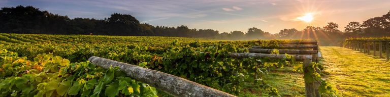 sun 2000x.progressive.png 768x192