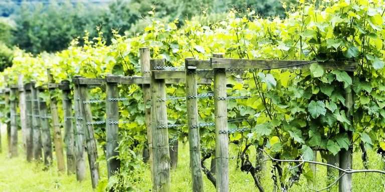 titchfieldvineyard 1 768x384