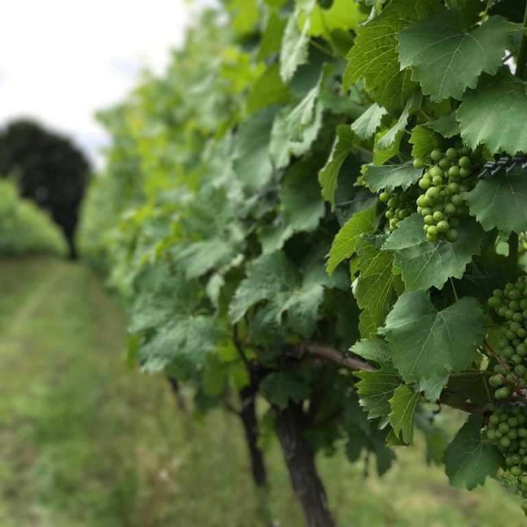 vineventures 768x768