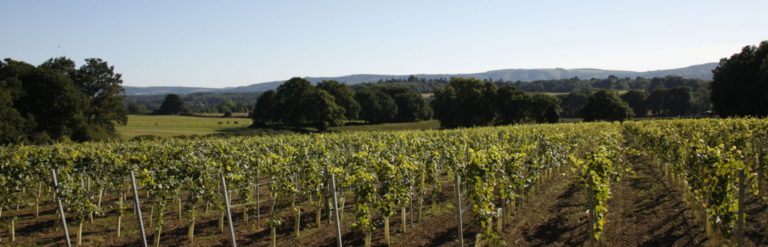 vineyards with horses banner 768x247