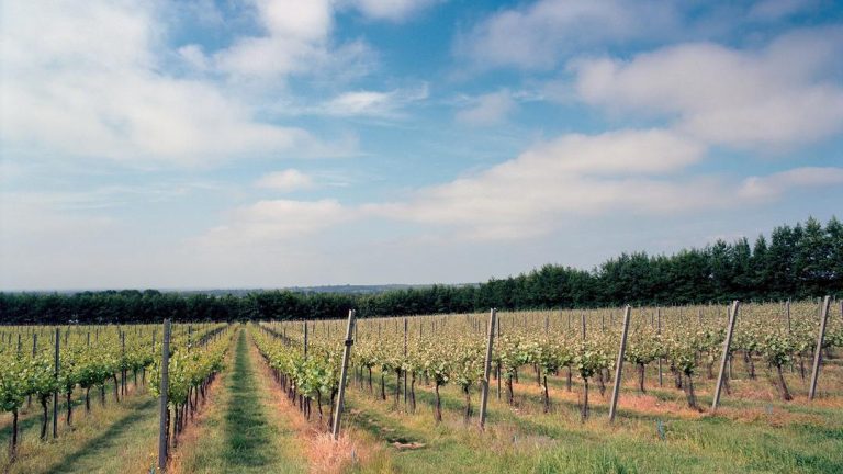 westwell wines landscape 02 min 1080x 768x432