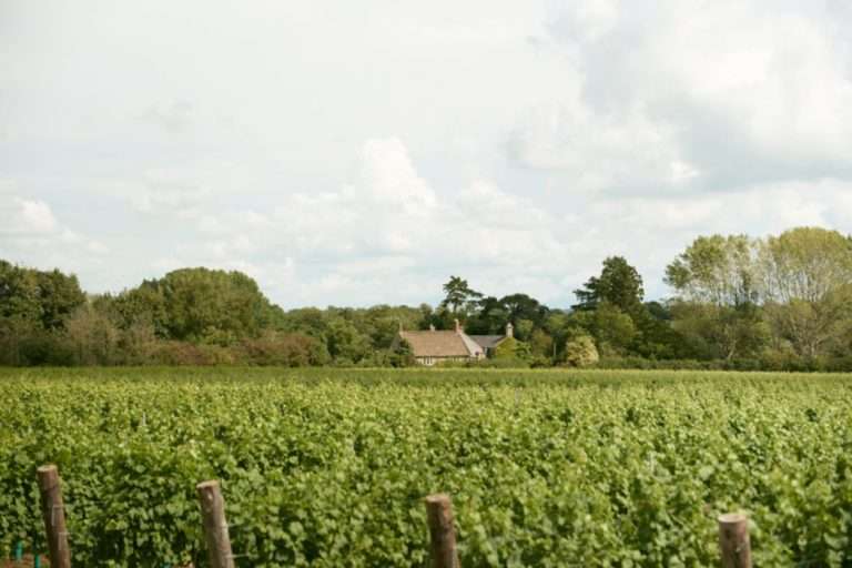 wineyard 3 1049x700 1 768x512