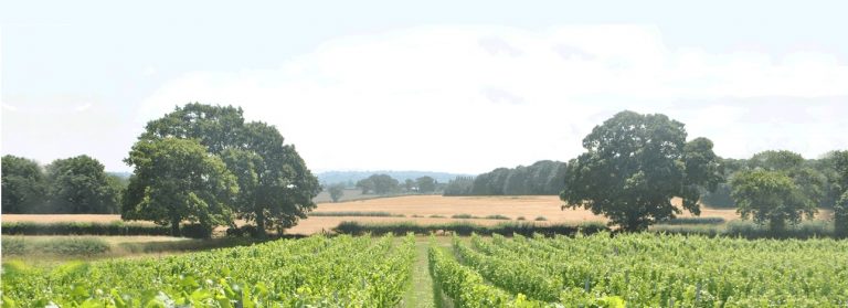 ww homepage v6 768x279