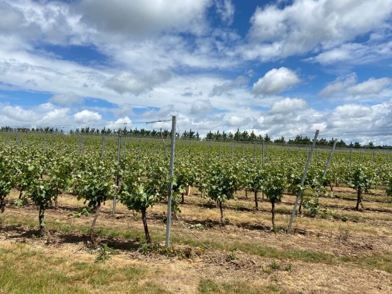 Vineyard June 2020 4 768x576