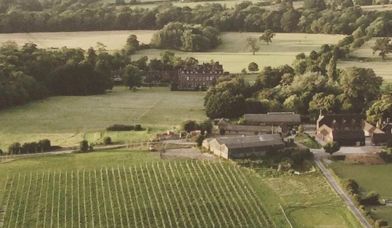 wol vineyard 768x447