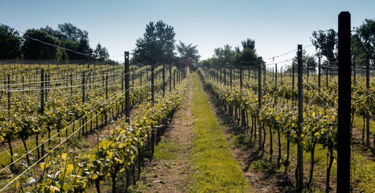 Busi Jacobsohn 768x395