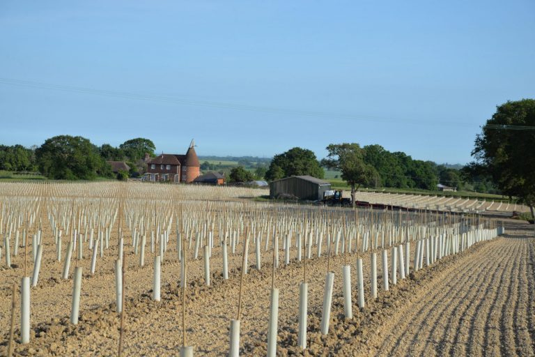 A4A5E2B4 4368 4525 9B69 C74582E4F95A 768x512