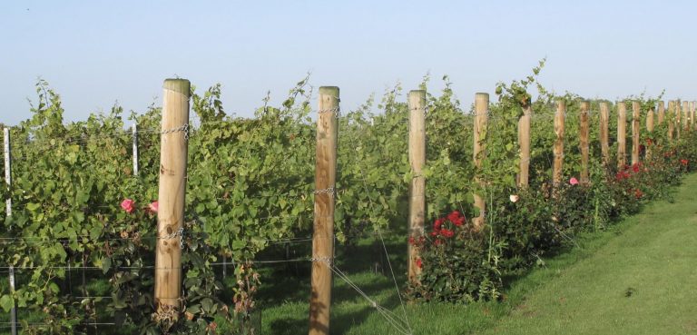 CDA4F5E4 00A1 485F 8988 9FDB0A8E3916 768x369