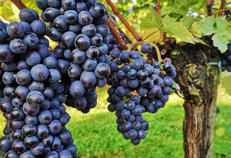 high clandon 768x526